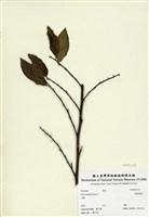 藏品(菲律賓榕)的圖片